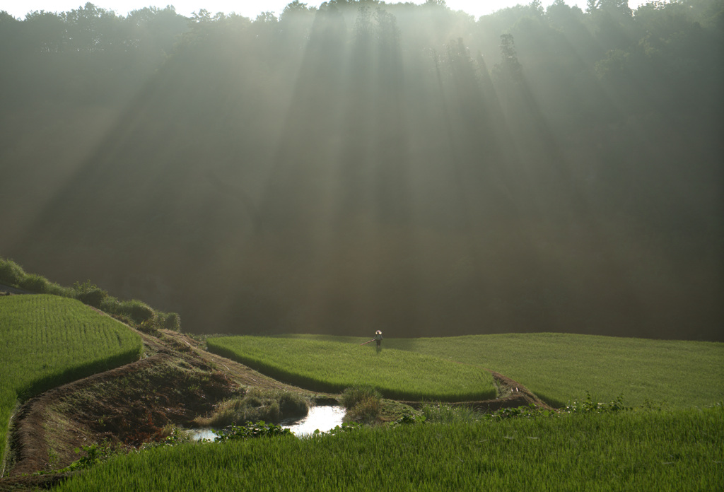 朝の情景