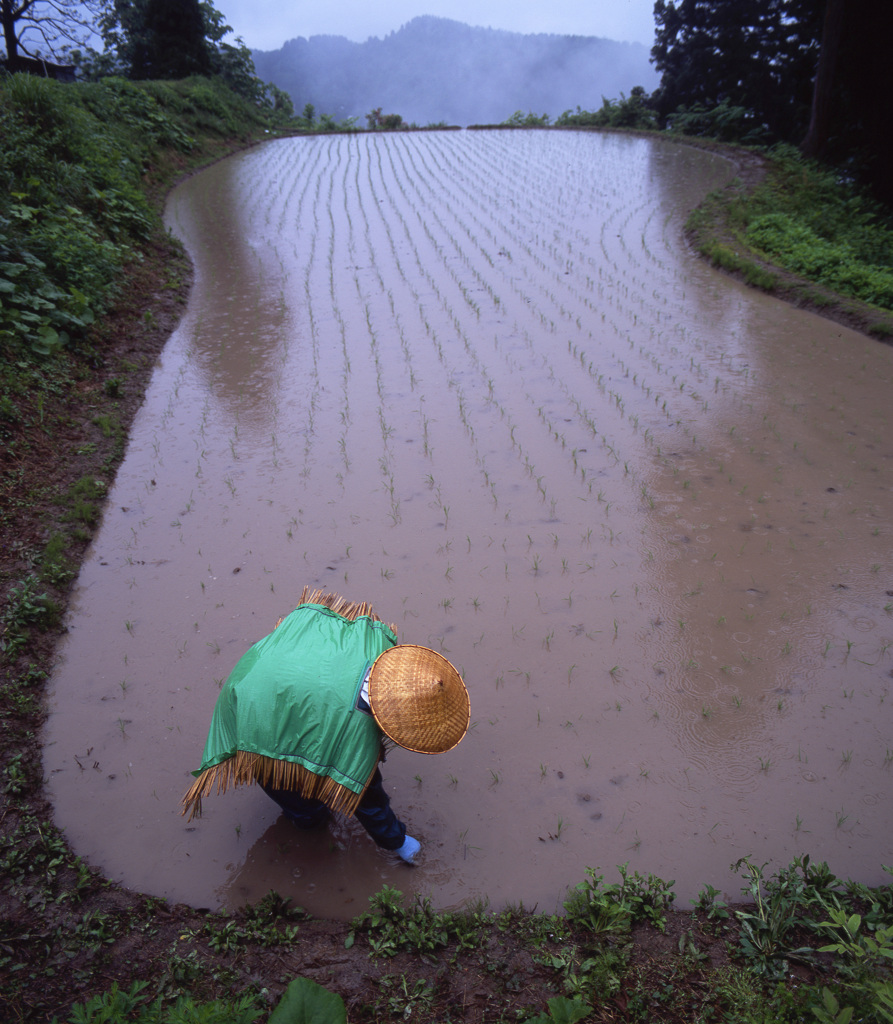 雨の田植え