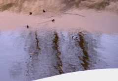 水鳥遊ぶ