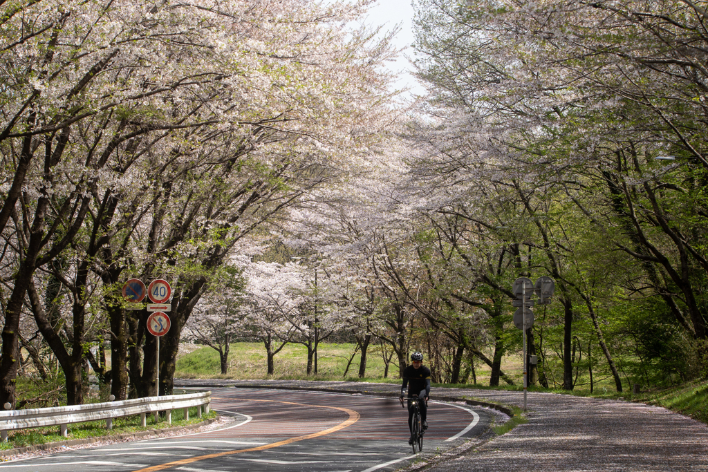 桜舞い散る坂道