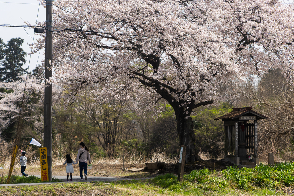 埼玉坂戸　吉原地蔵1本桜