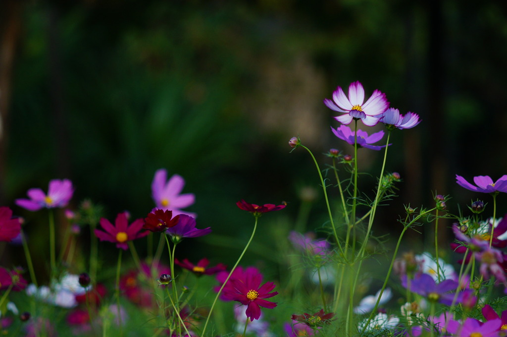 夢の花