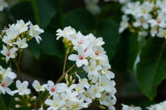 桐の花 2021-3