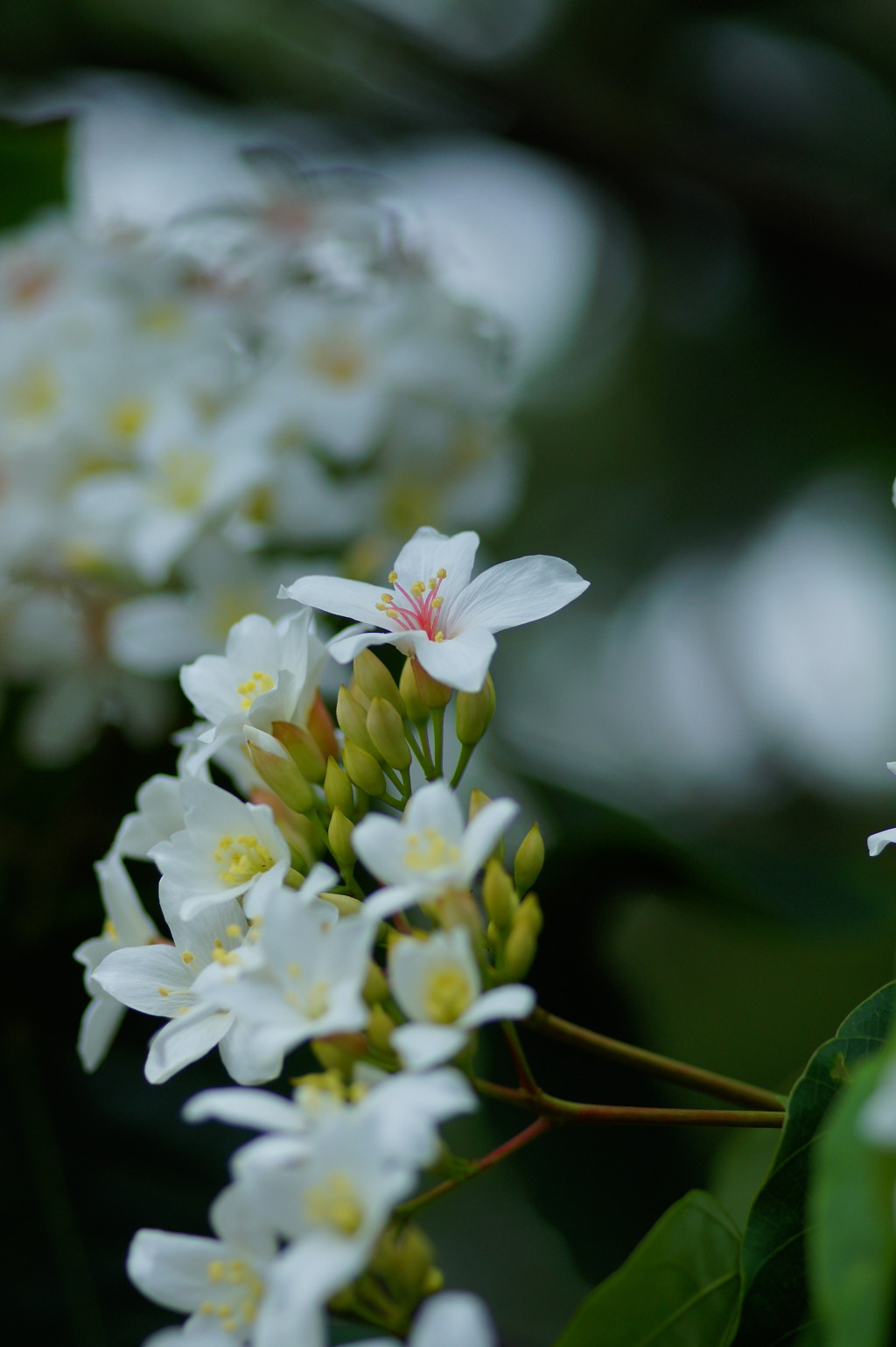 桐の花 2021-2