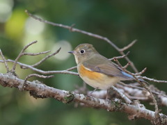 ♀ルリビもいっしょ。