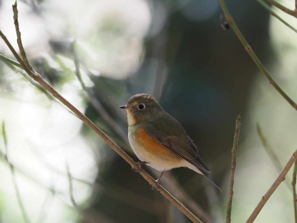 ルリビタキ　♀