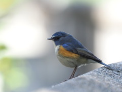 まだいた。ルリビ♂