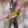 花粉の季節に　2.