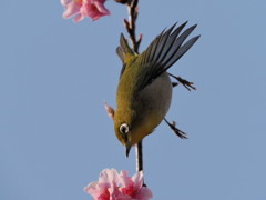 花から花へ