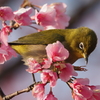花から花へ２