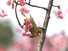 花粉の季節に　3.