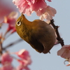 花から花へ３