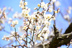 岡山後楽園の梅。