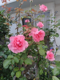 IMG_20210630_052324