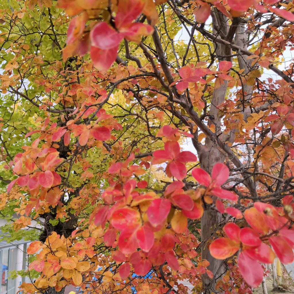 IMG_20211101_162346