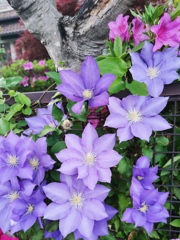 IMG_20210426_185411