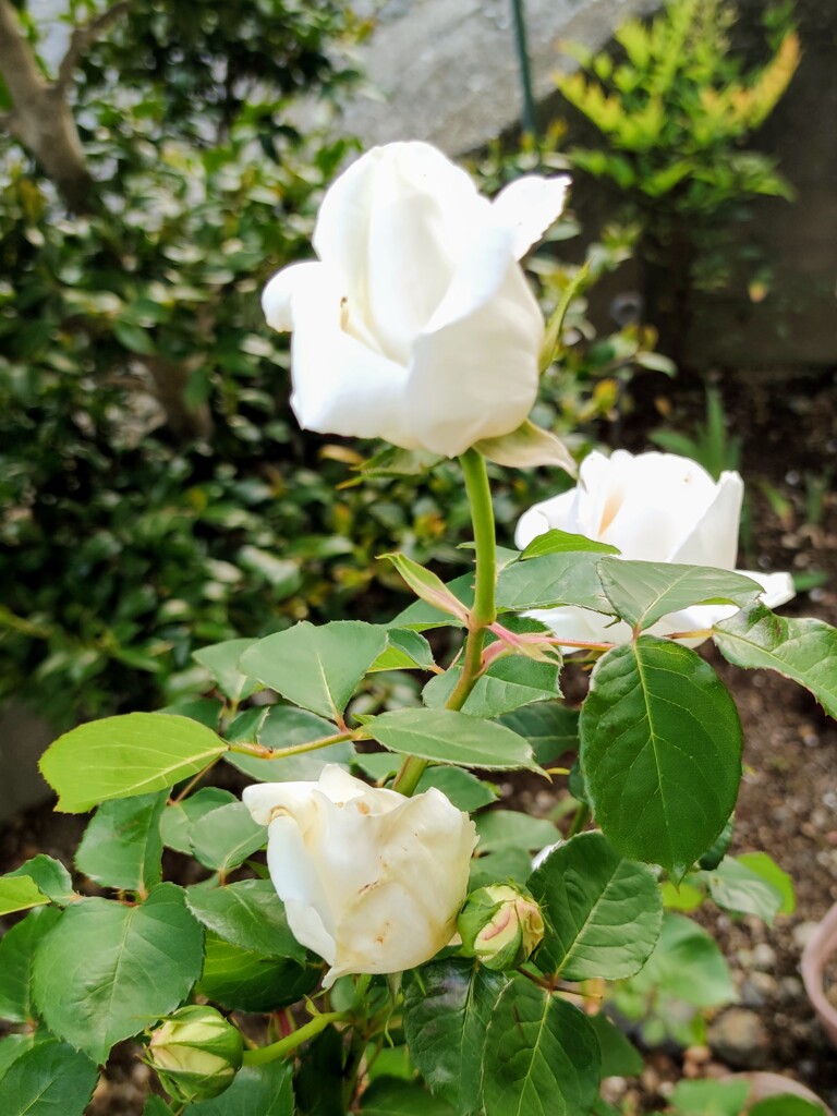 IMG_20210430_172509