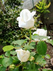 IMG_20210430_172509