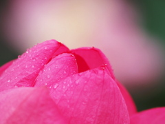 ハスの花