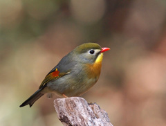 ソウシチョウ 