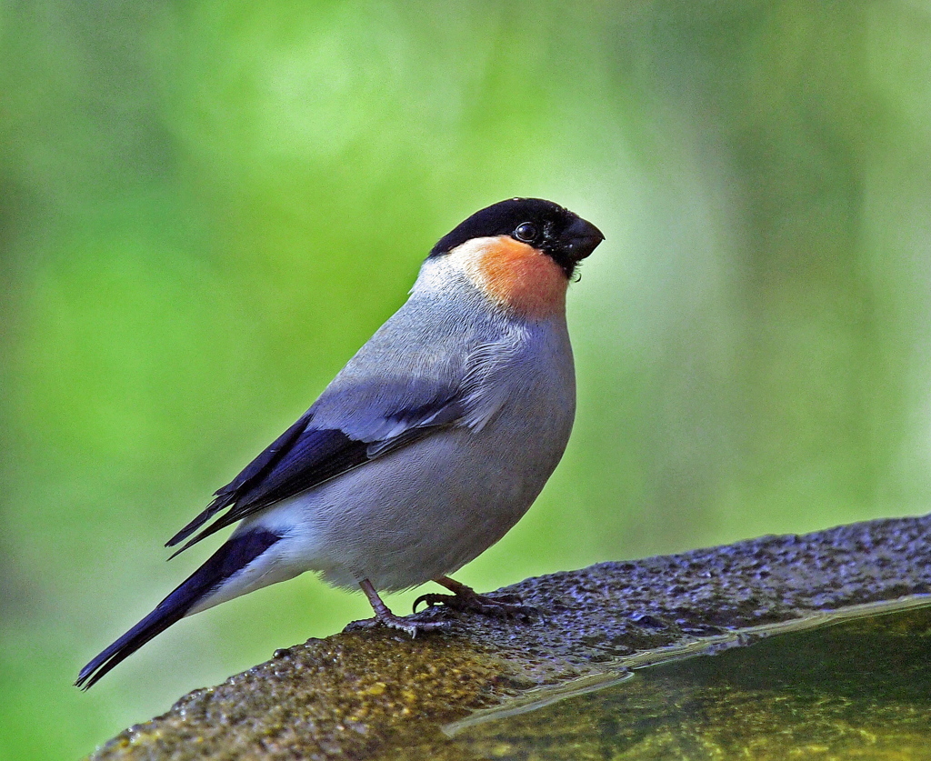 鷽替え神事の鳥さん.1