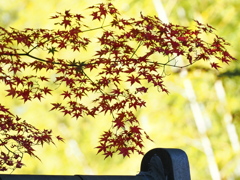 日本庭園の紅葉