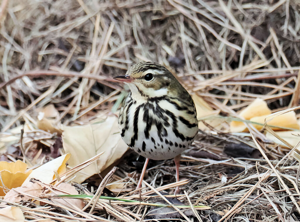 冬の鳥、ビンズイ（続）