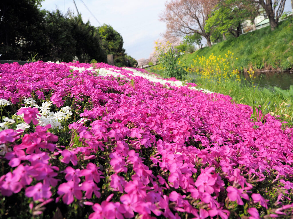 春の小川、芝桜も名所