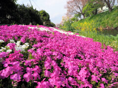 春の小川、芝桜も名所