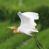 アマサギ