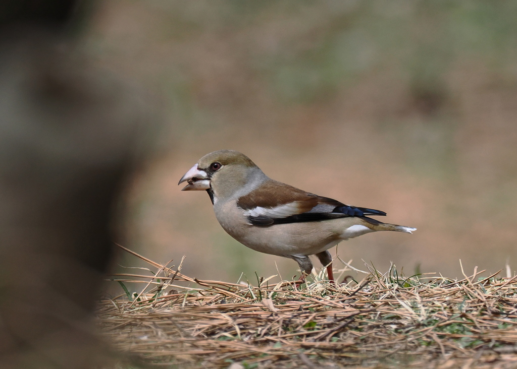 公園の野鳥.2.シメ 