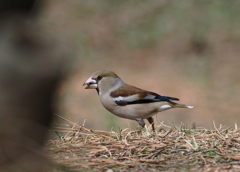公園の野鳥.2.シメ 