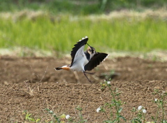 旅の鳥.タゲリ ②