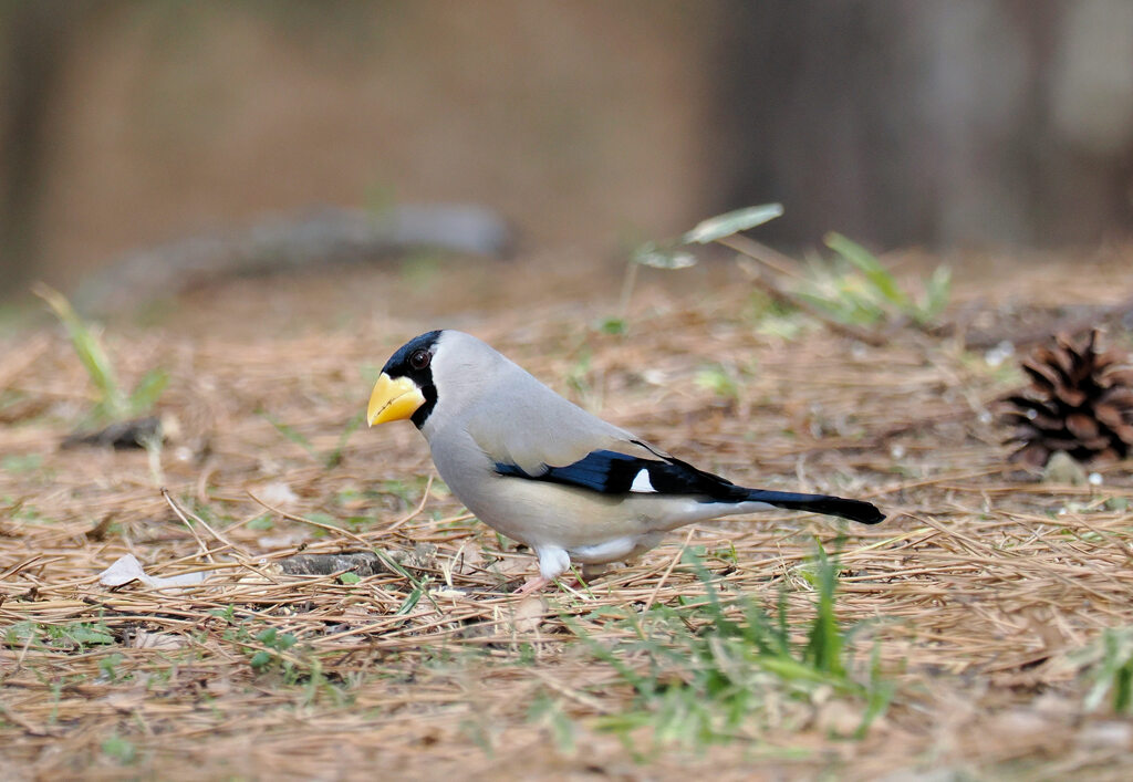 公園の野鳥.2.イカル