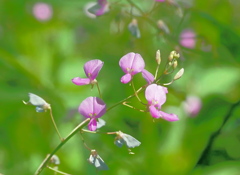 萩の花.2