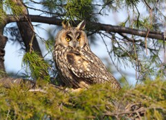 干支はトラ、鳥はトラフズク.！