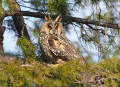 干支はトラ、鳥はトラフズク.！