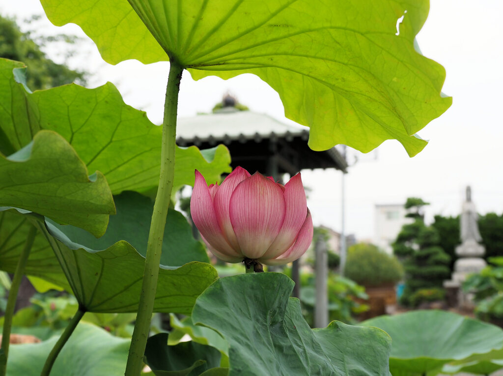 寺の蓮.1