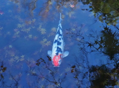 公園の池にて