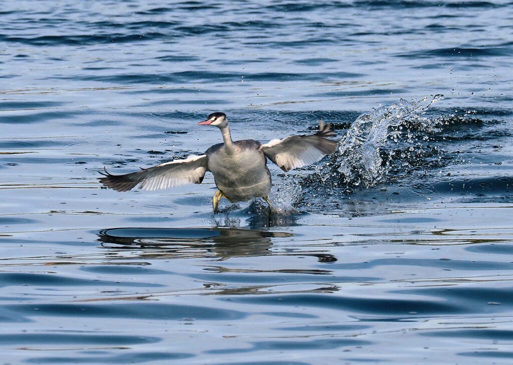 カンムリカイツブリ .2