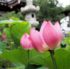 寺の蓮.2