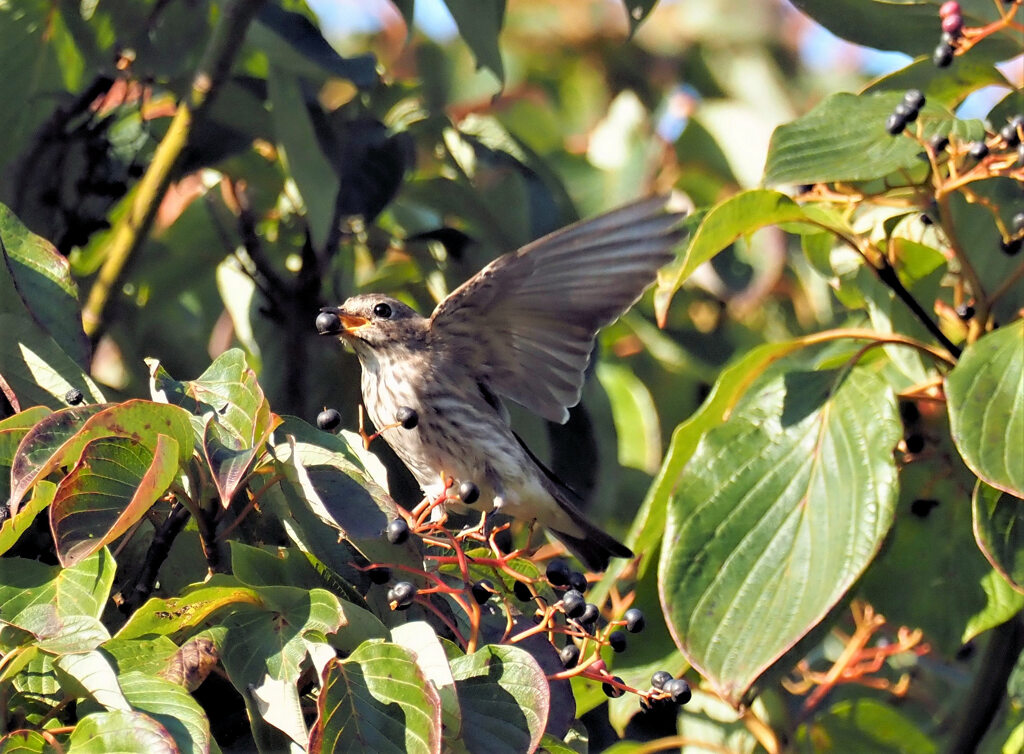 ゆく鳥くる鳥、食欲旺盛①