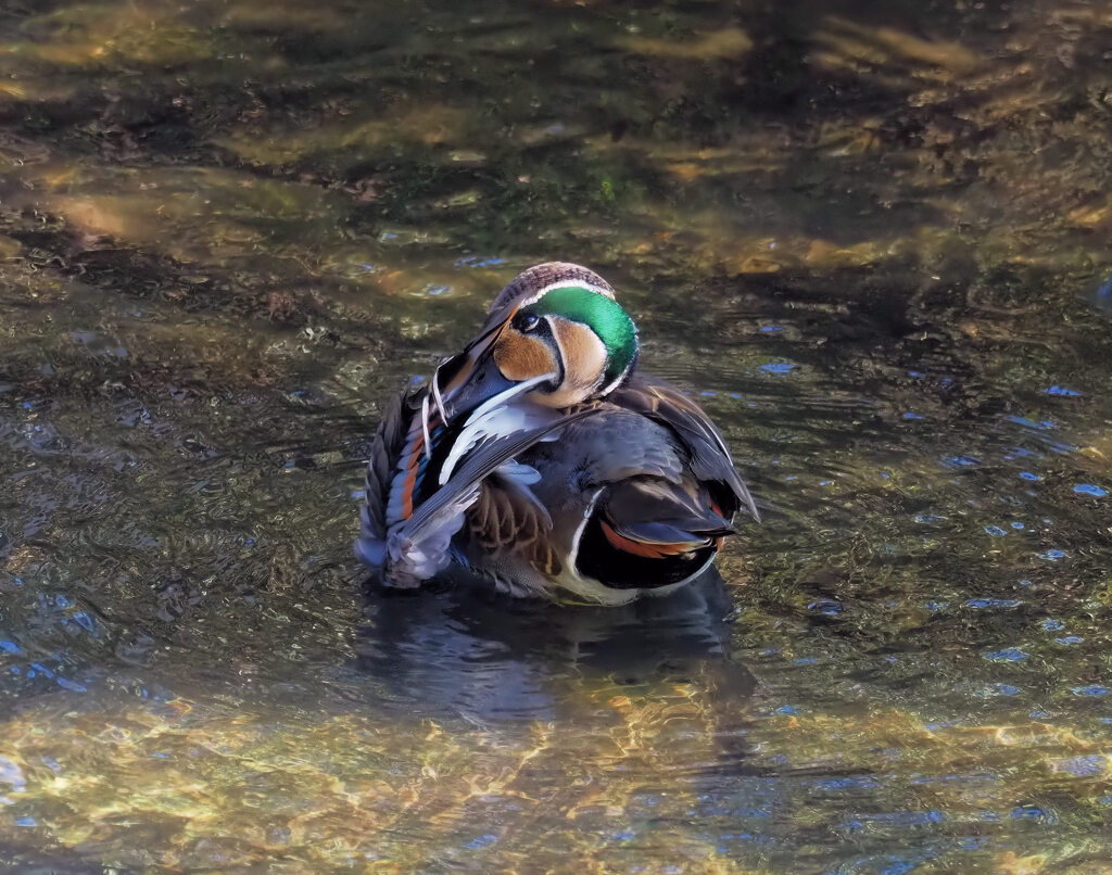 巴紋のあるカモ