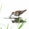 タカブシギ