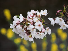 春の小川、桜も満開