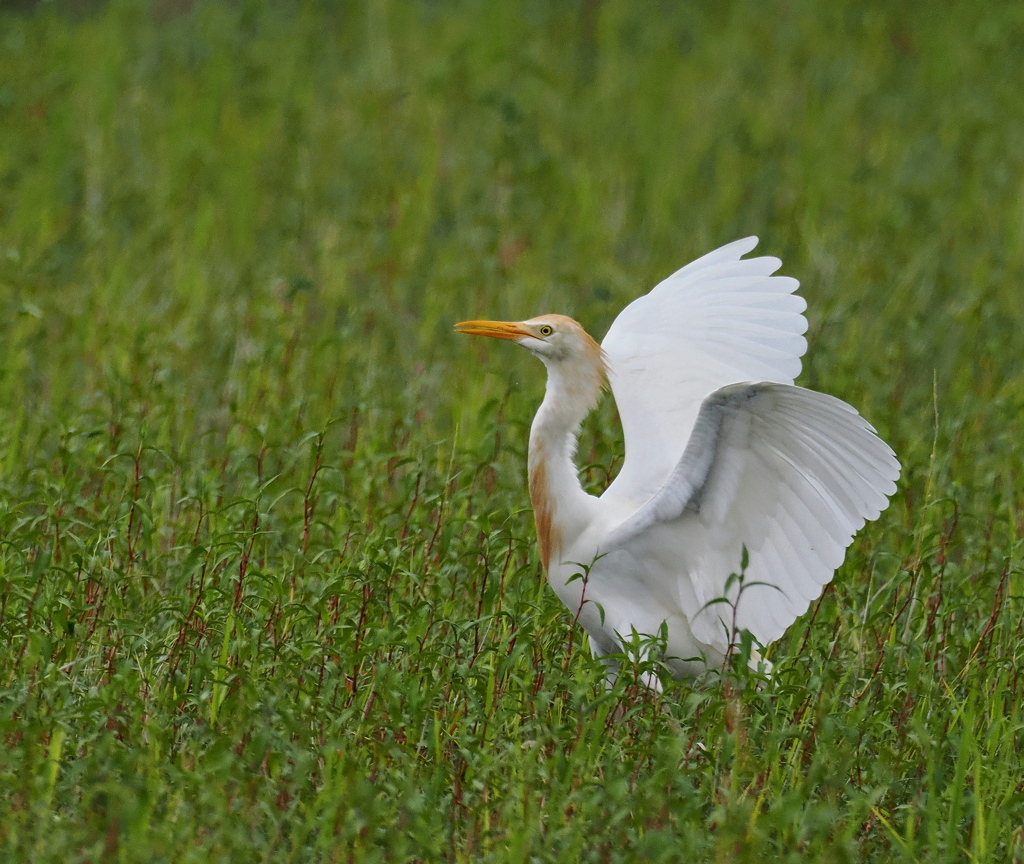 アマサギ .3