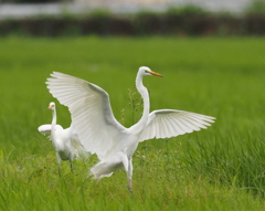 チュウサギ 