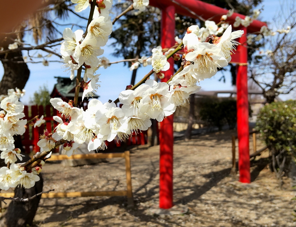 公園の鳥居