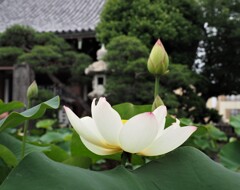 寺の蓮.3