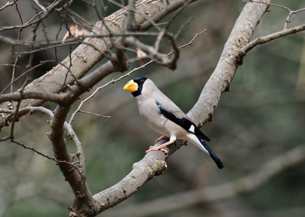 公園の野鳥.イカル .1